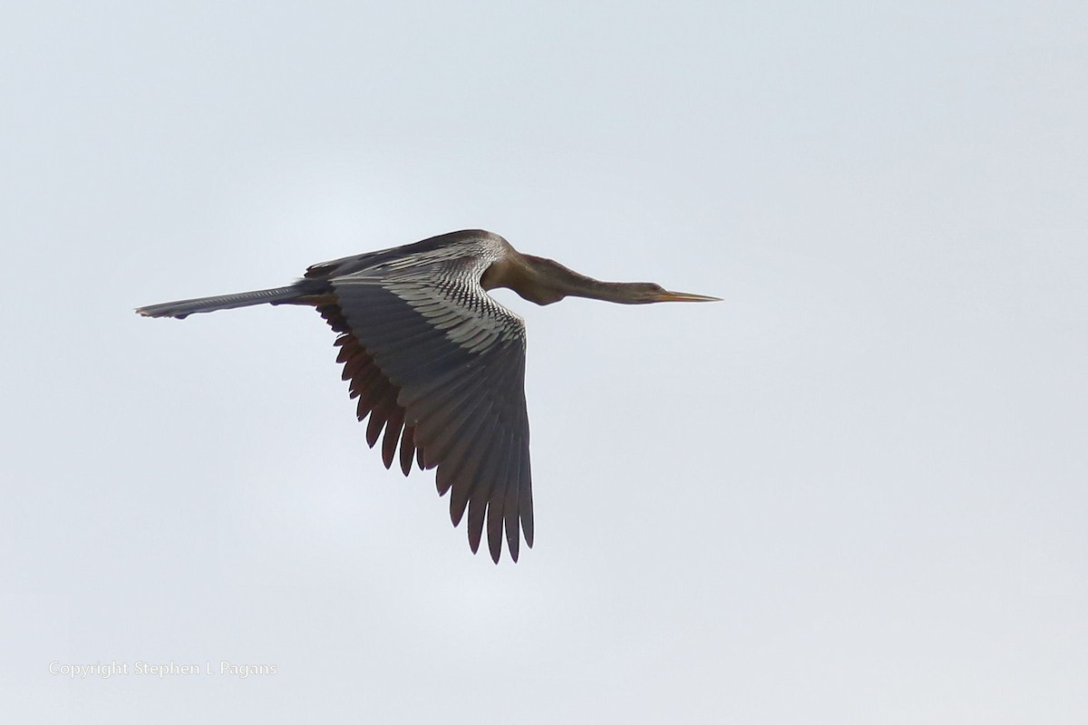 Anhinga - ML619794374