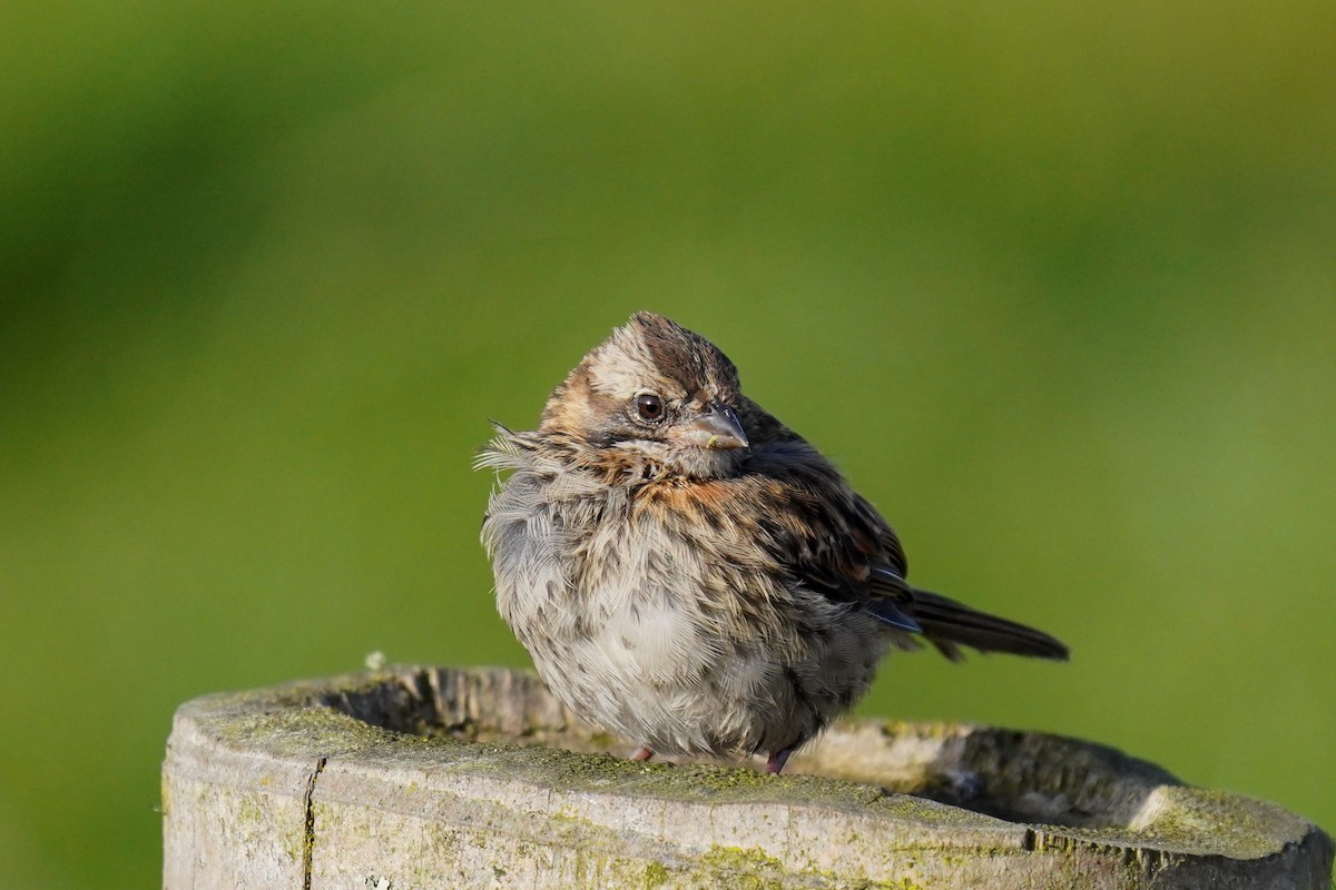 Rufous-collared Sparrow - ML619794376