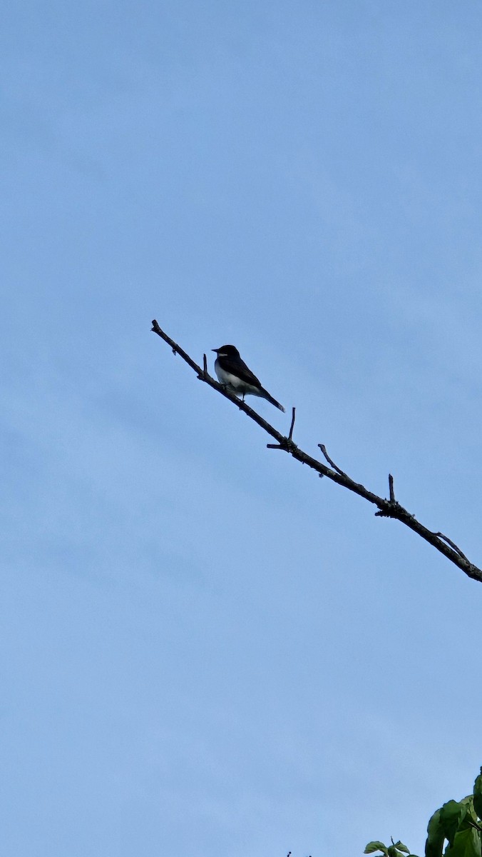 Eastern Kingbird - ML619794398