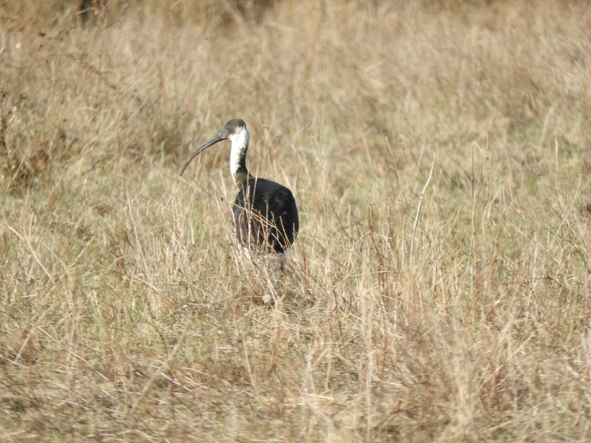 ibis slámokrký - ML619794419