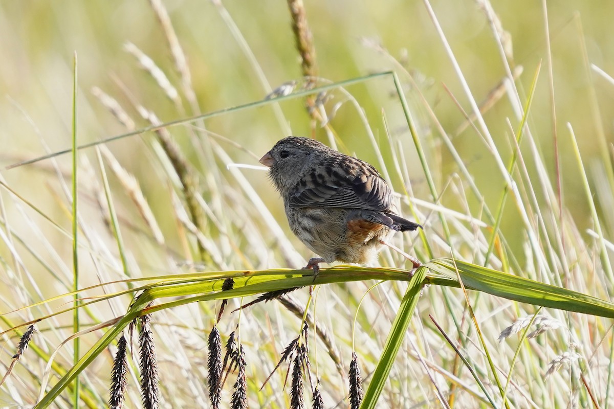 Plain-colored Seedeater - ML619794420