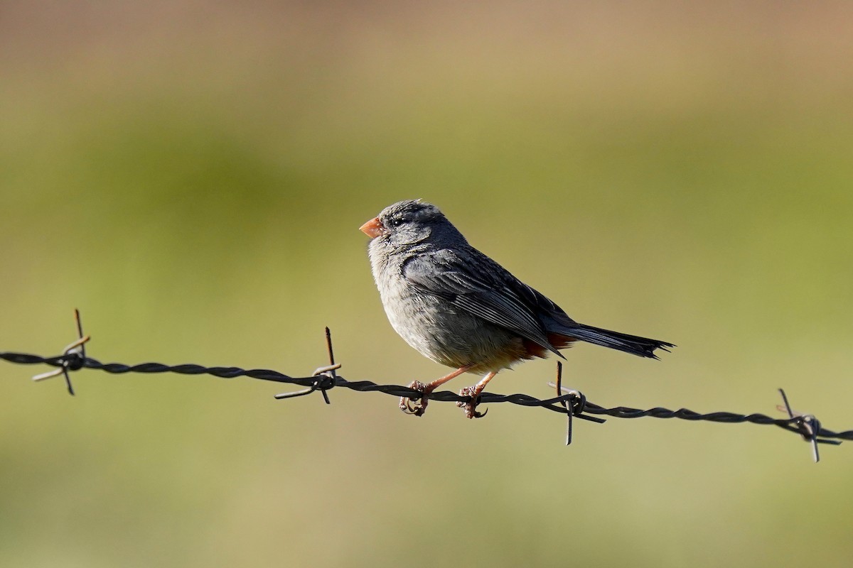 Plain-colored Seedeater - ML619794422
