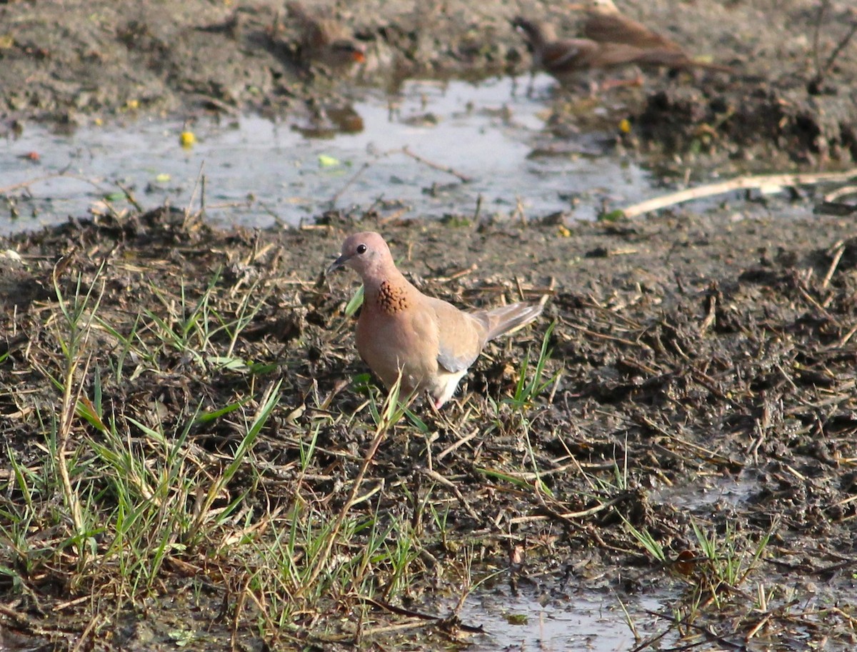 Laughing Dove - ML619794444