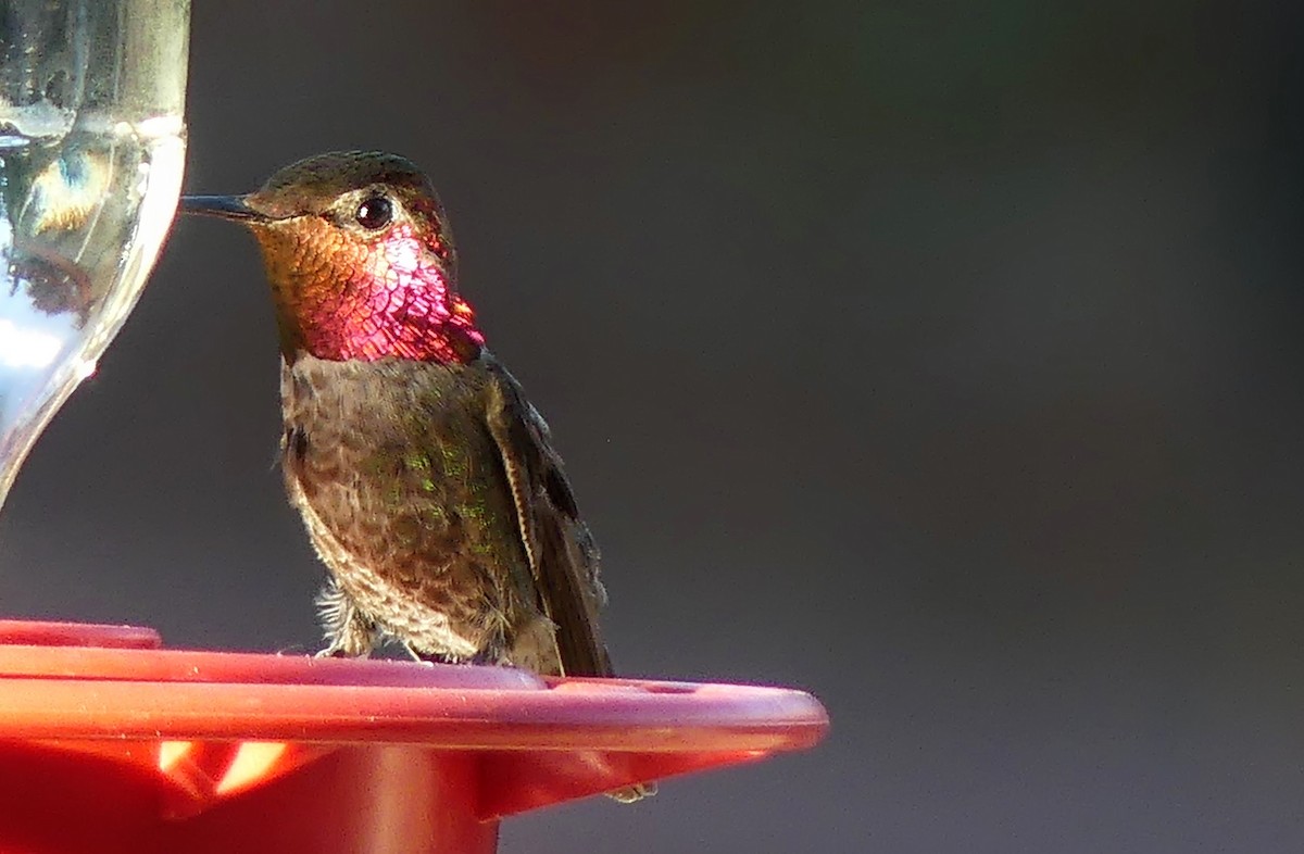 Anna's Hummingbird - ML619794455