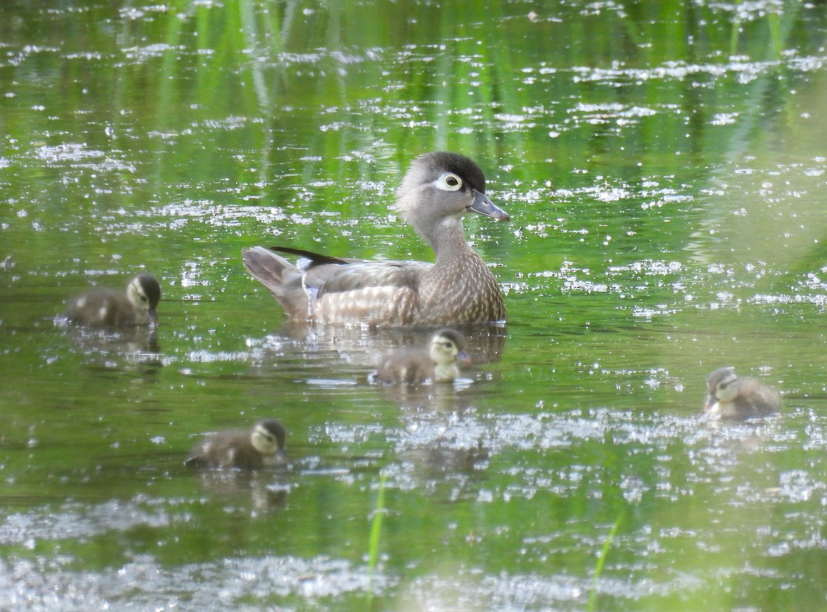 Wood Duck - ML619794480