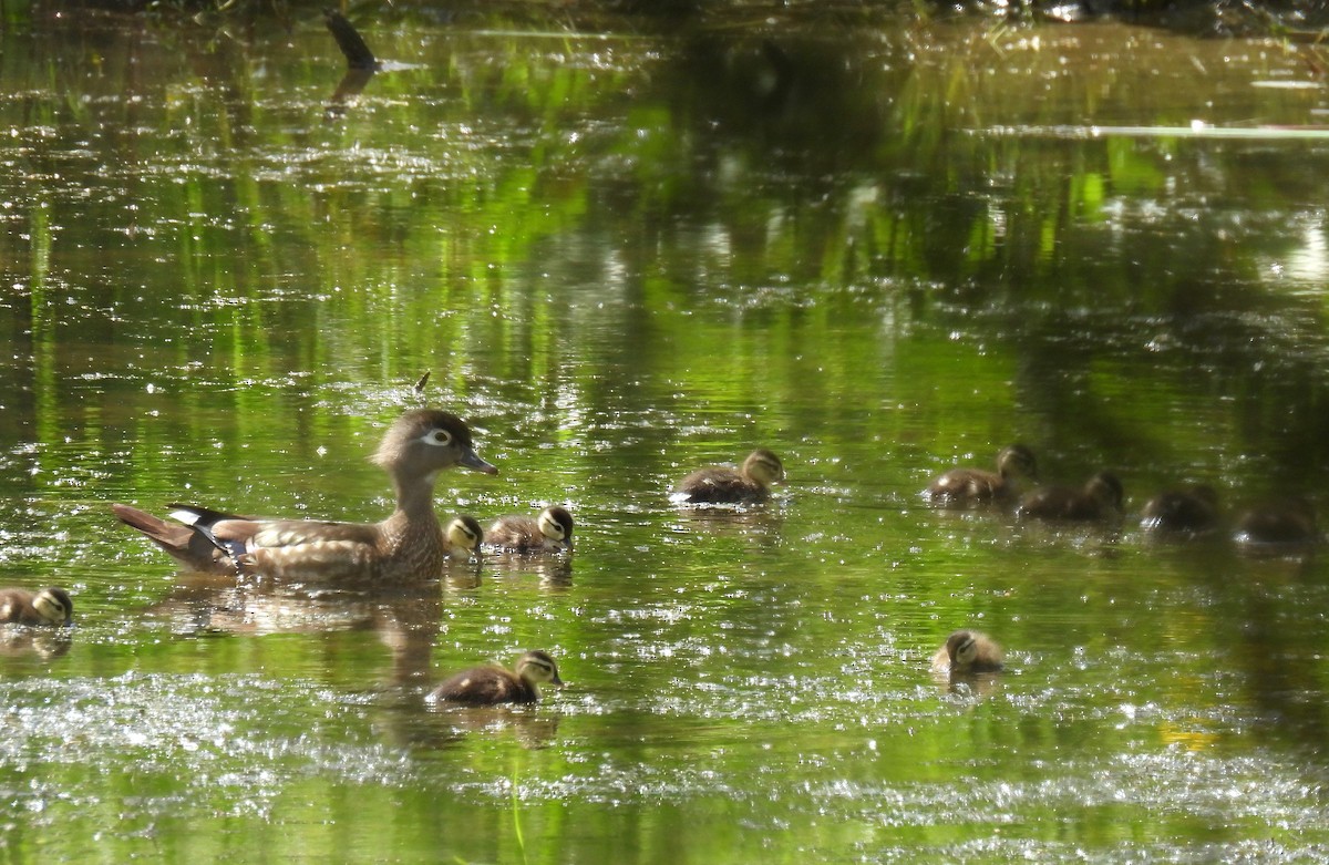 Wood Duck - ML619794481