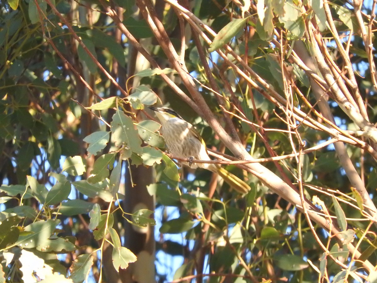 Singing Honeyeater - ML619794483