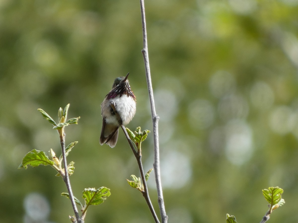 Calliope Hummingbird - ML619794492