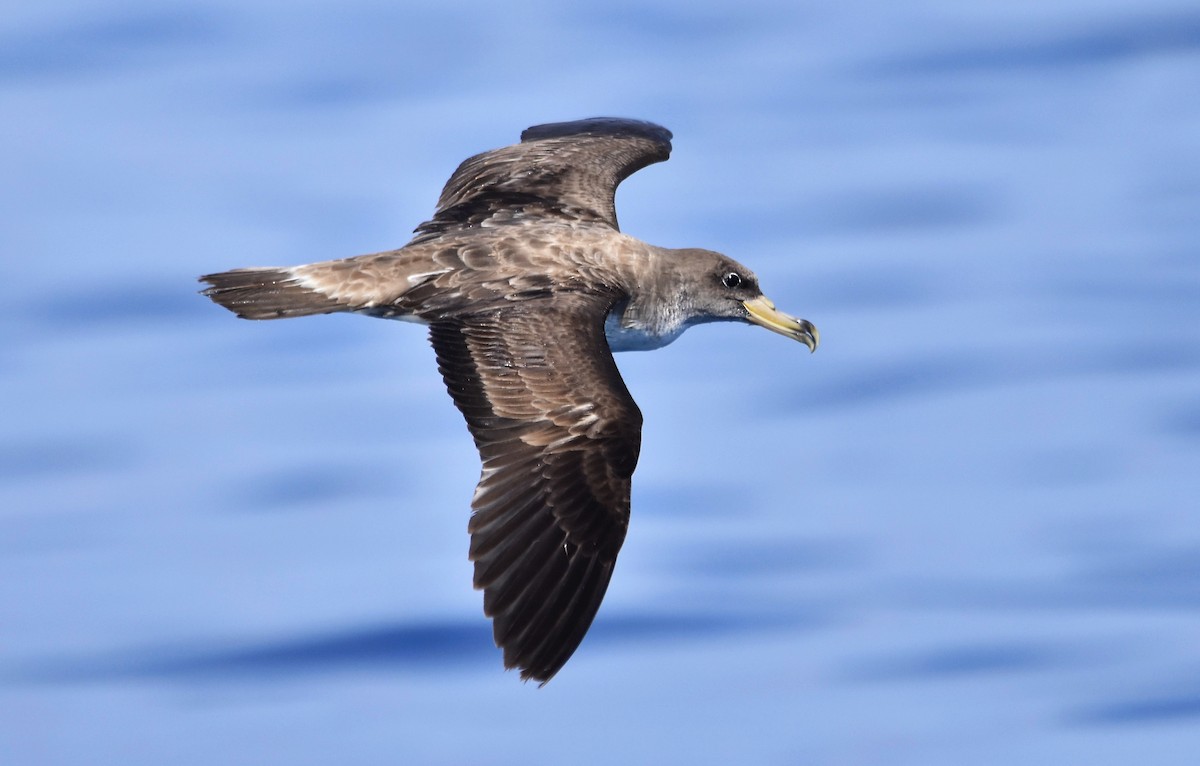 Cory's/Scopoli's Shearwater - Eva Bottelli