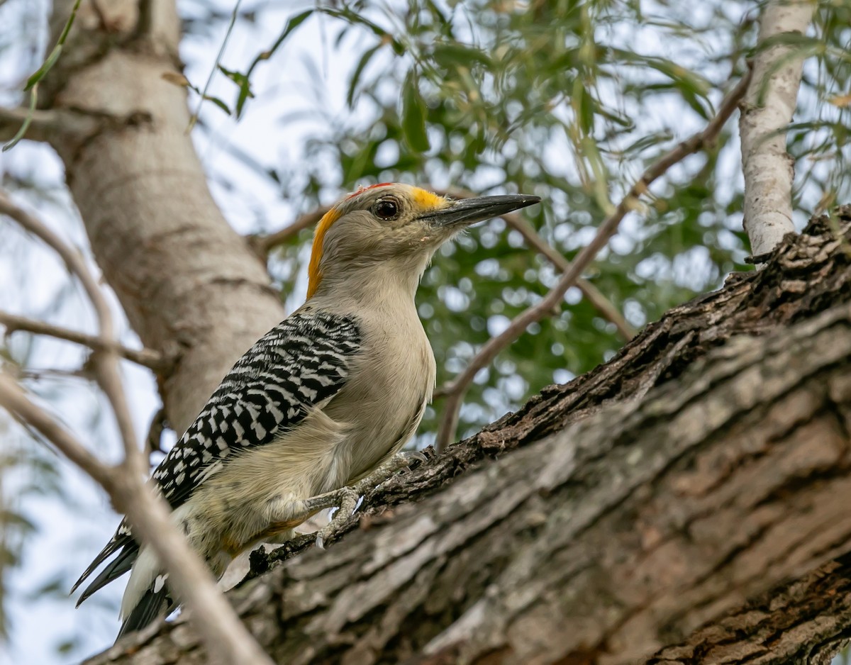 Golden-fronted Woodpecker - ML619794519