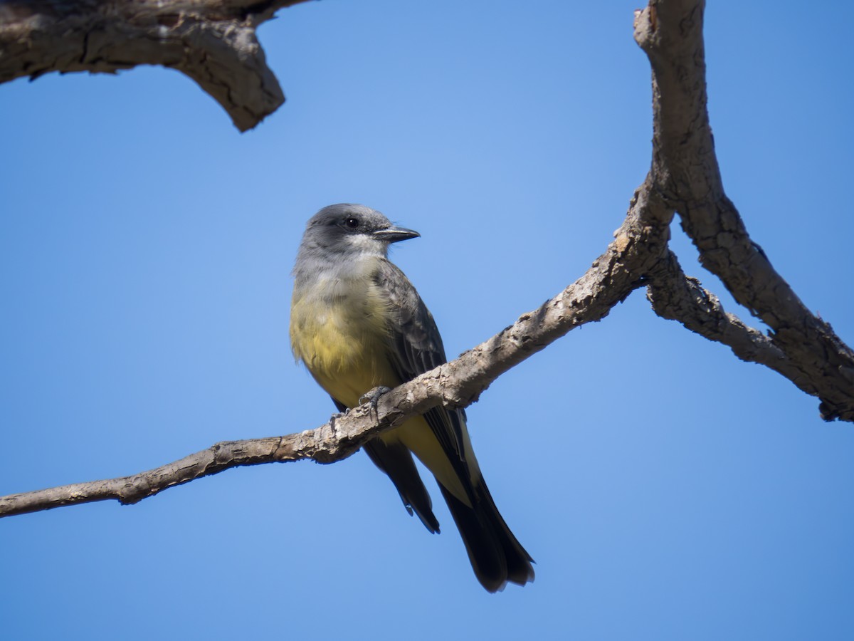 Cassin's Kingbird - ML619794533