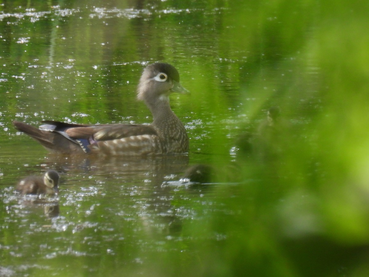 Wood Duck - ML619794536