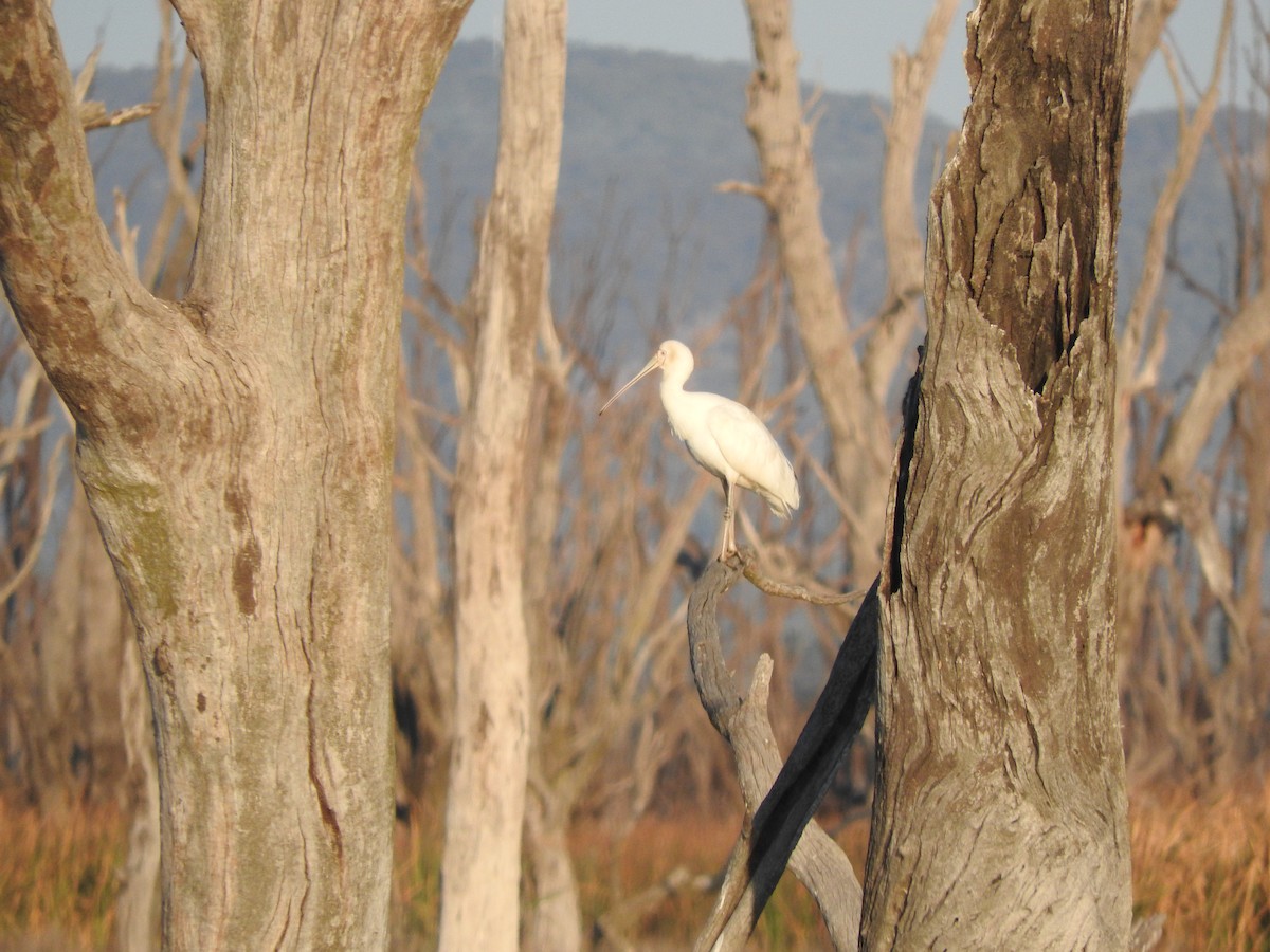 Yellow-billed Spoonbill - ML619794545