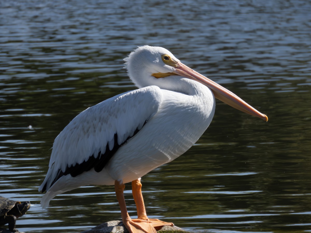 pelikán severoamerický - ML619794554