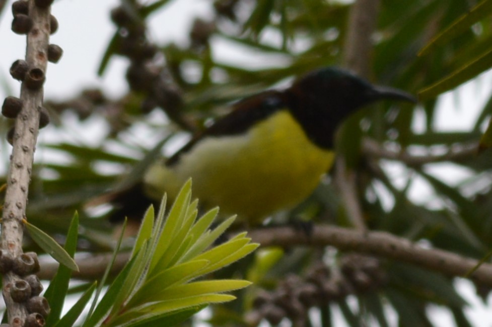 Purple-rumped Sunbird - ML619794557