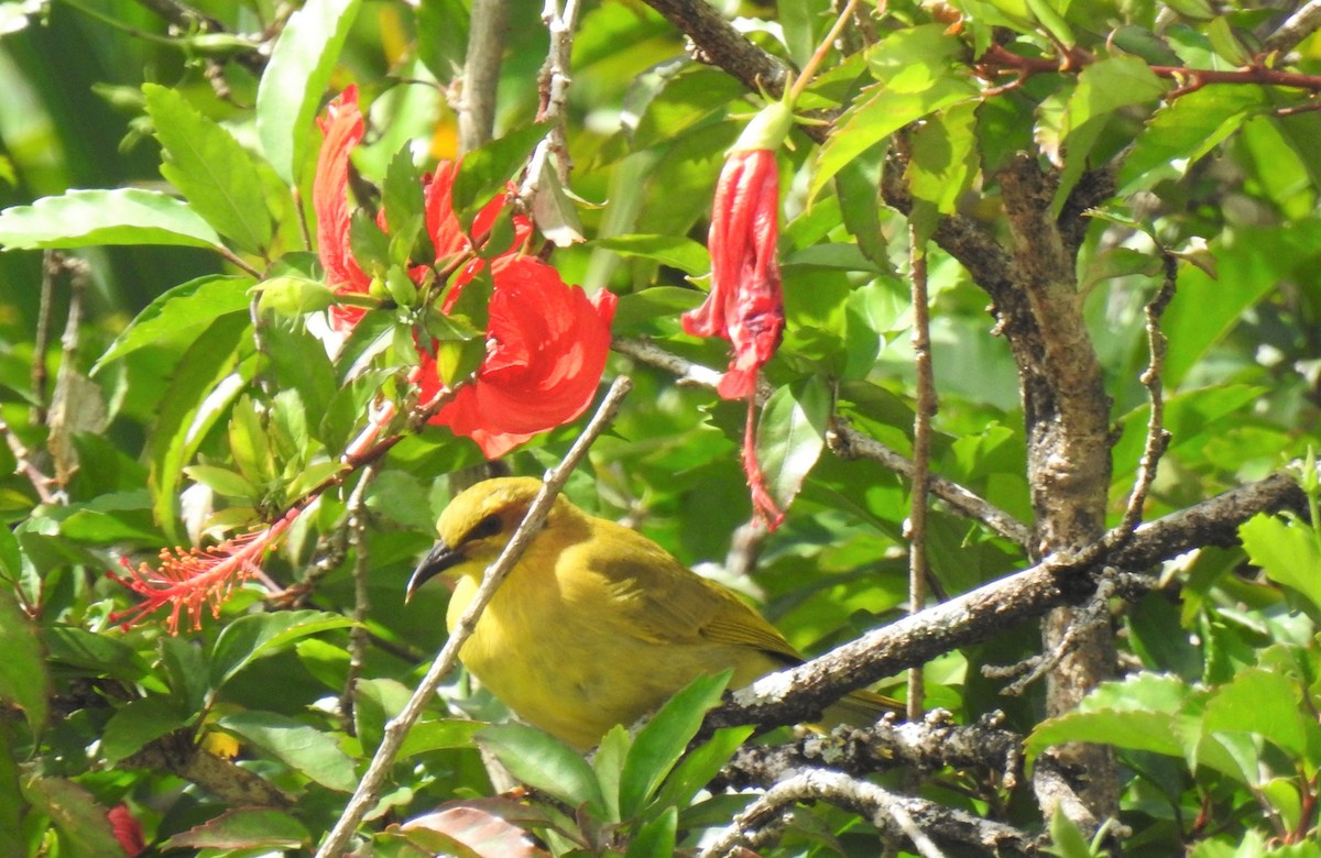 Yellow Honeyeater - ML619794563