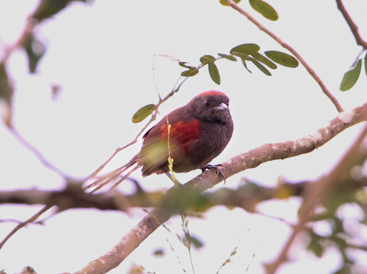 Slaty Spinetail - ML619794581