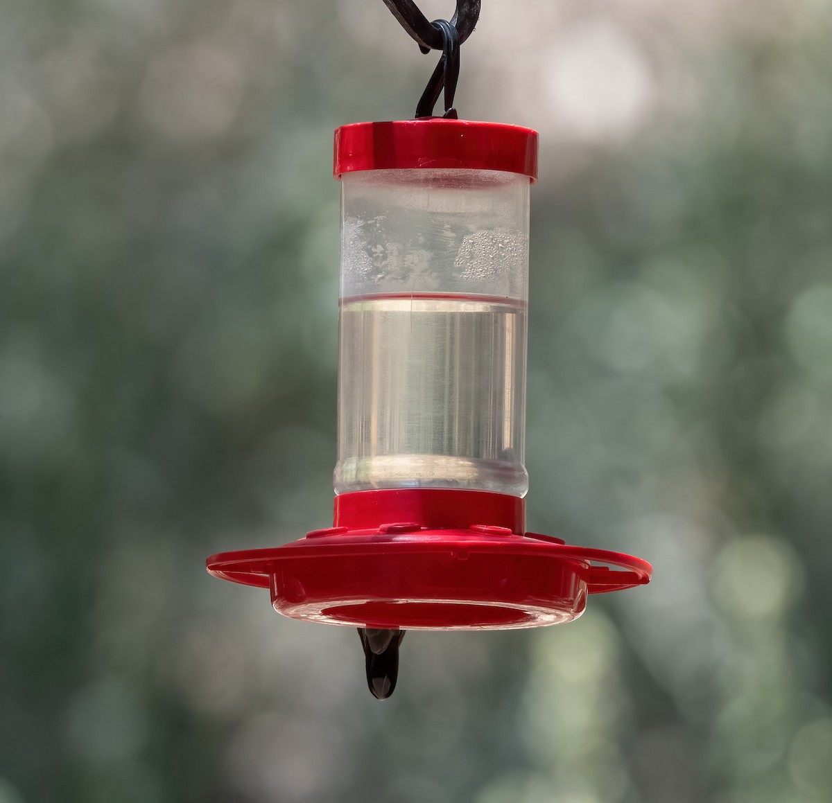 kolibřík blankytohrdlý - ML619794597