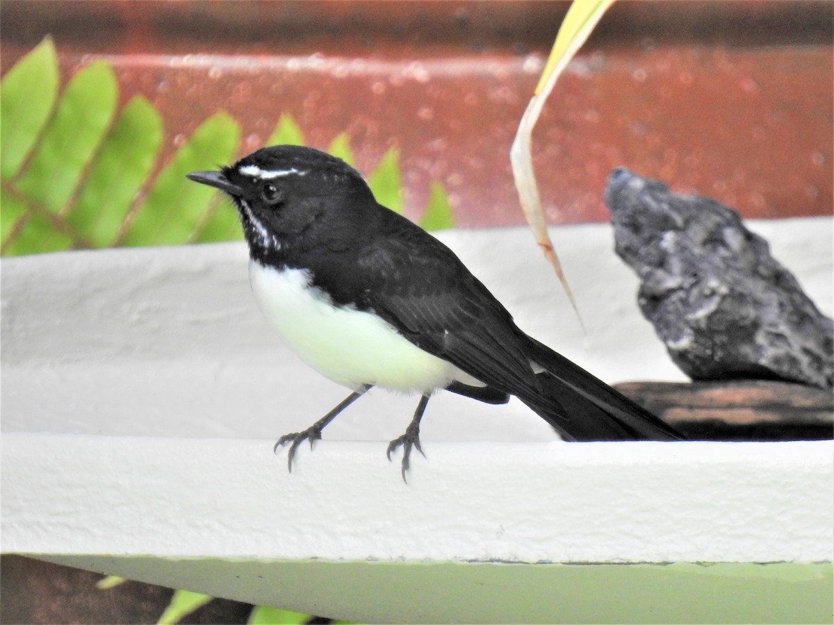 Willie-wagtail - ML619794605