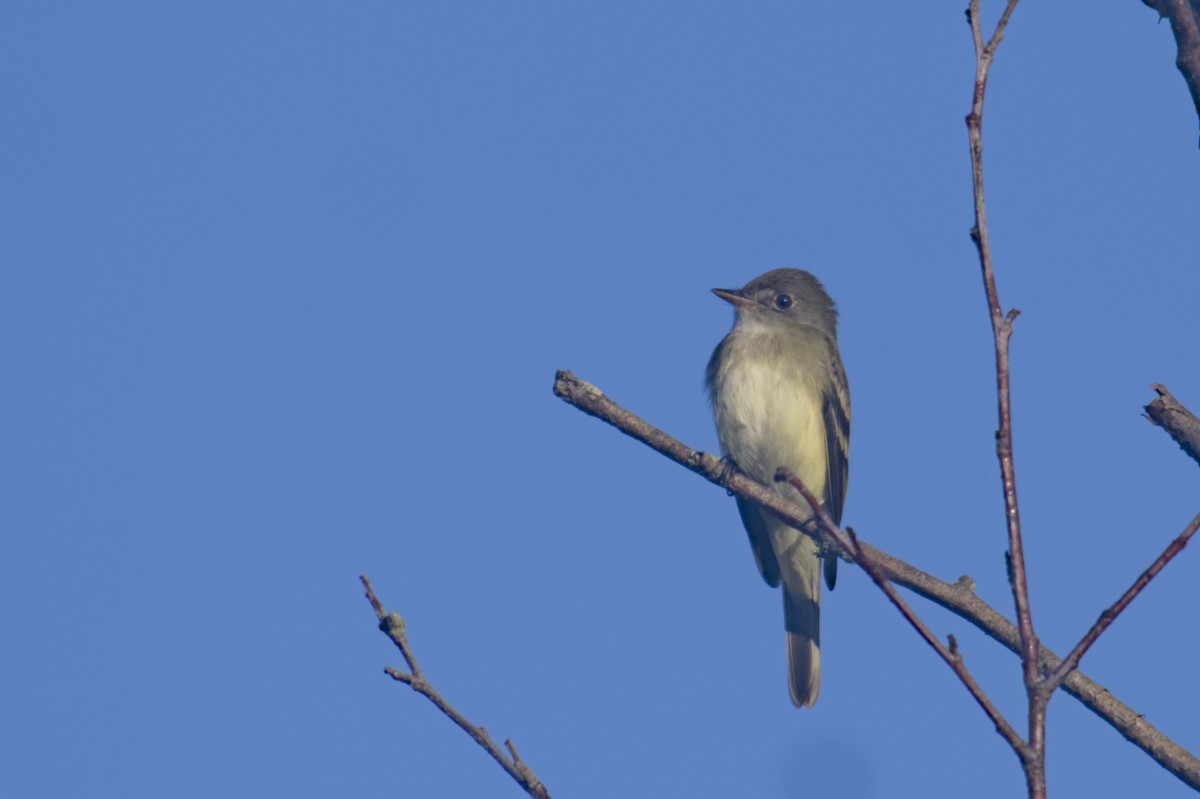 Alder Flycatcher - Michael Drevininkas