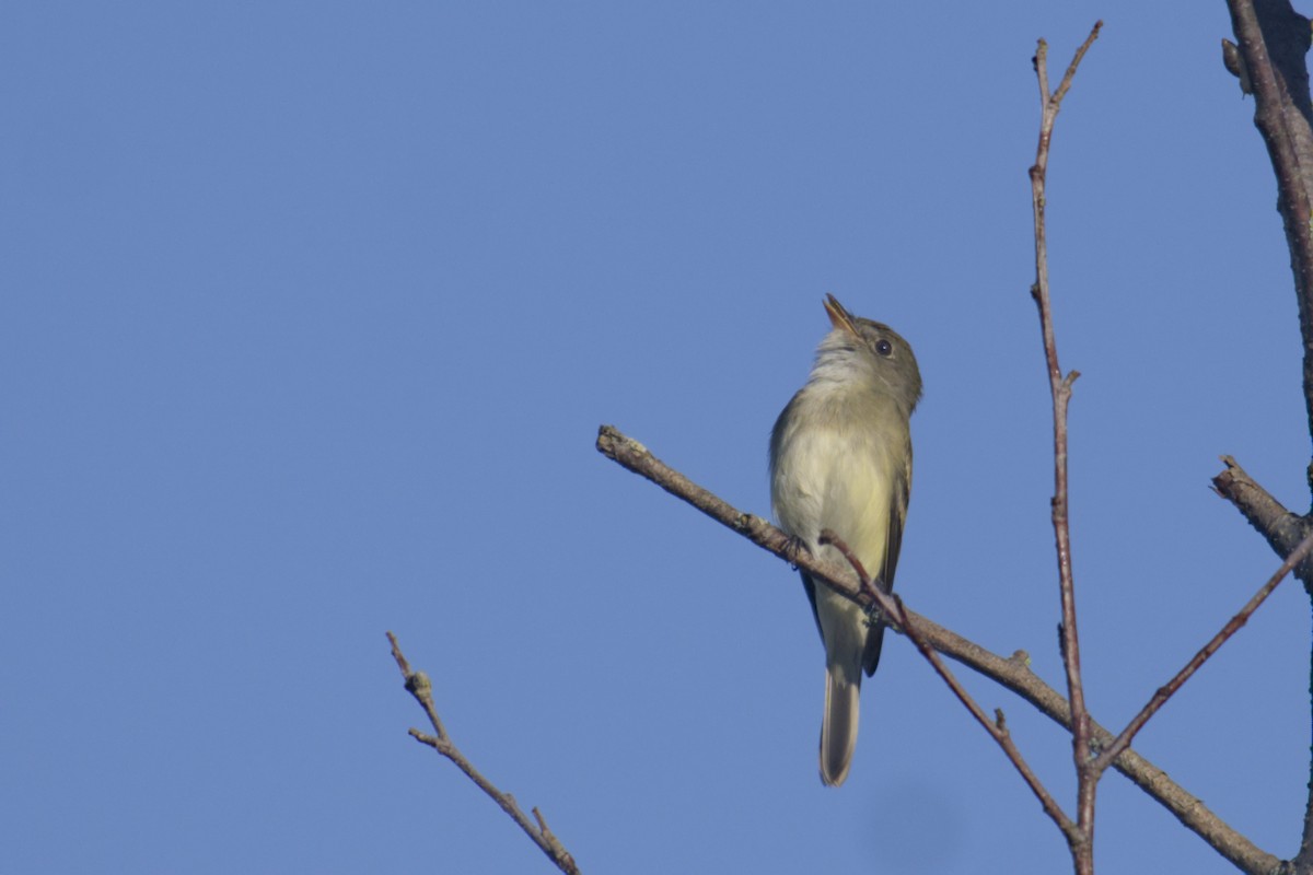 Alder Flycatcher - ML619794634