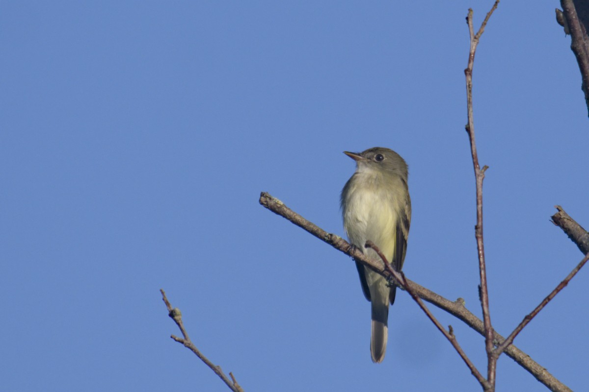 Alder Flycatcher - ML619794635