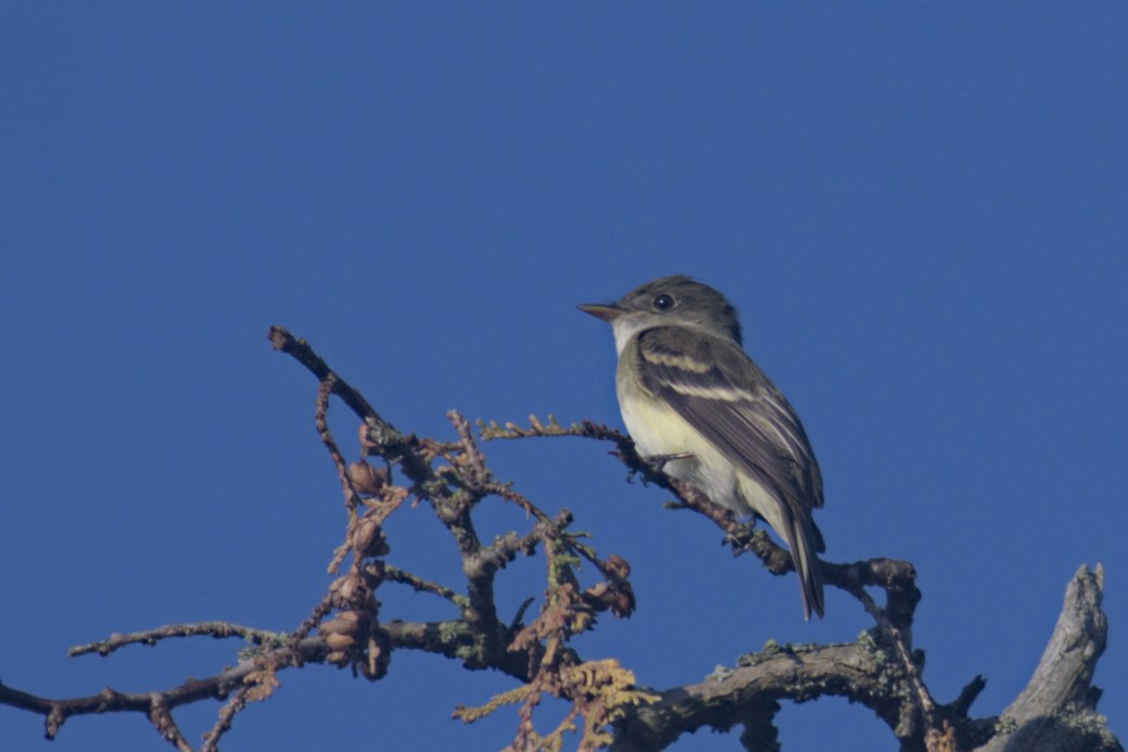 Alder Flycatcher - ML619794636