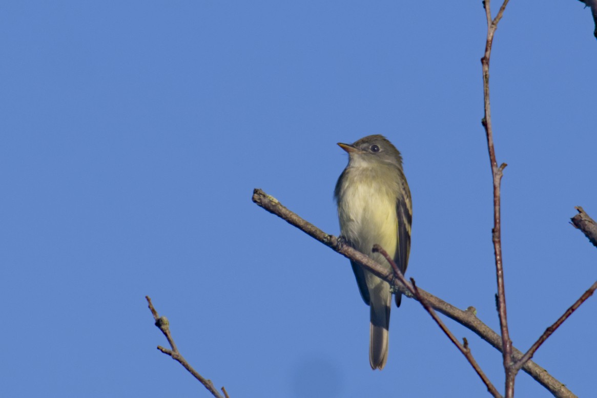 Alder Flycatcher - ML619794637