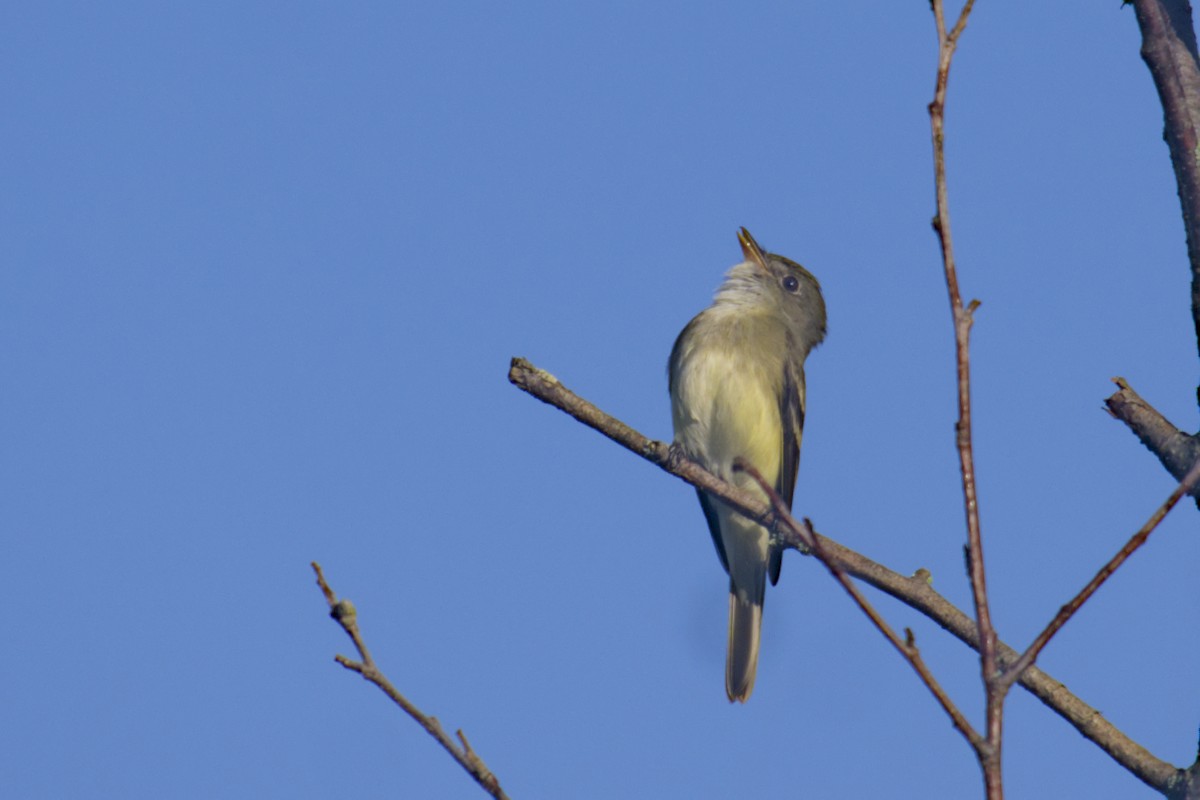 Erlenschnäppertyrann - ML619794639