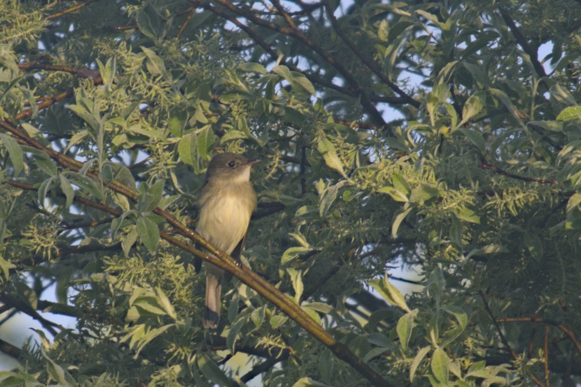 Alder Flycatcher - ML619794640