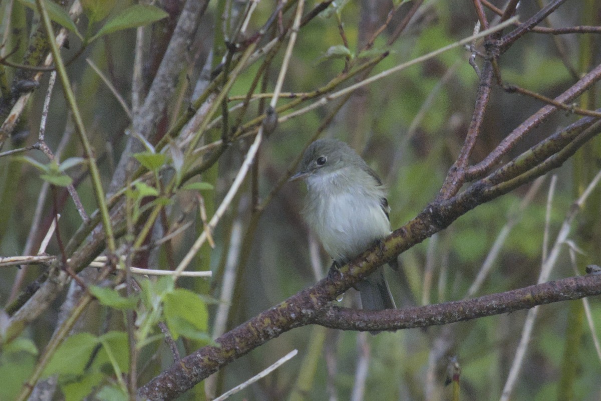 Alder Flycatcher - ML619794641