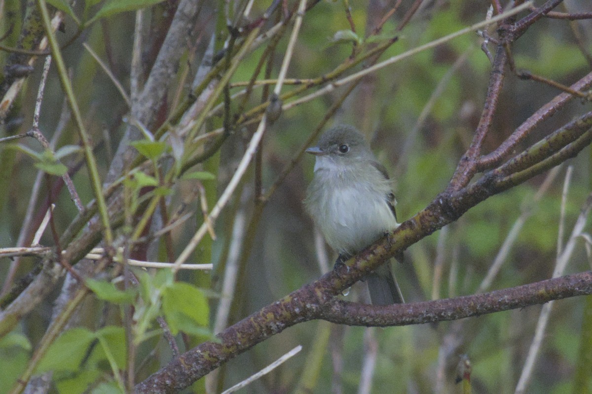 Alder Flycatcher - ML619794642