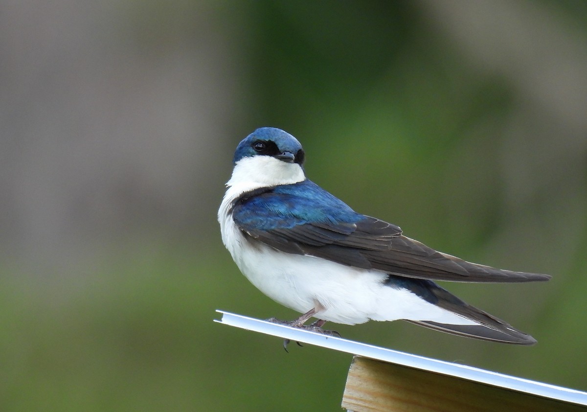 Tree Swallow - ML619794666