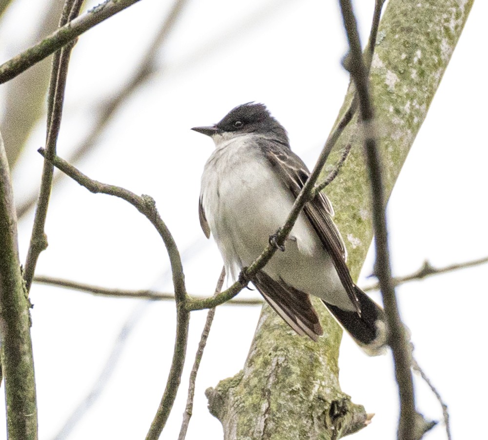 Eastern Kingbird - ML619794672