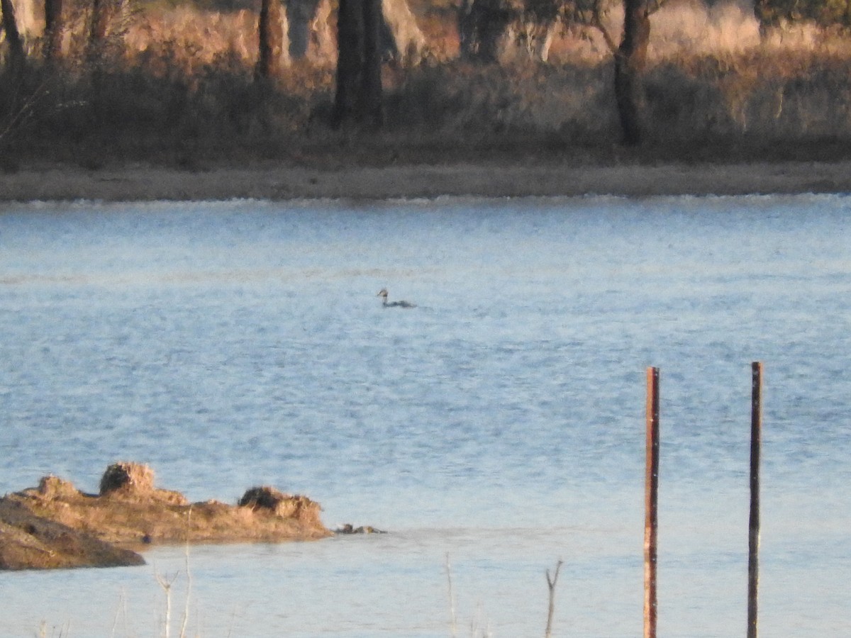 Great Crested Grebe - ML619794684