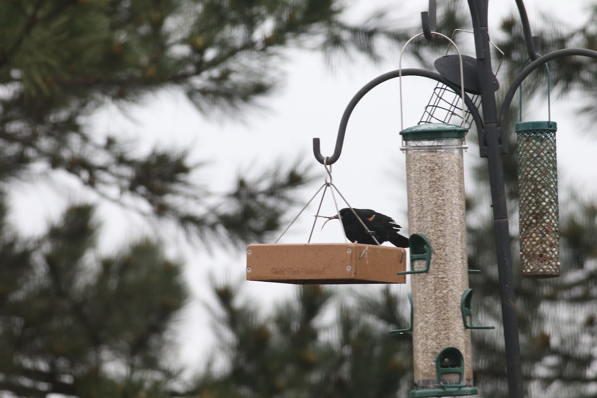 Red-winged Blackbird - Corey Entriken