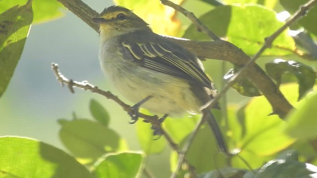 Golden-faced Tyrannulet - ML619794721