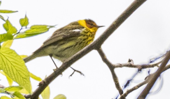 Cape May Warbler - ML619794733