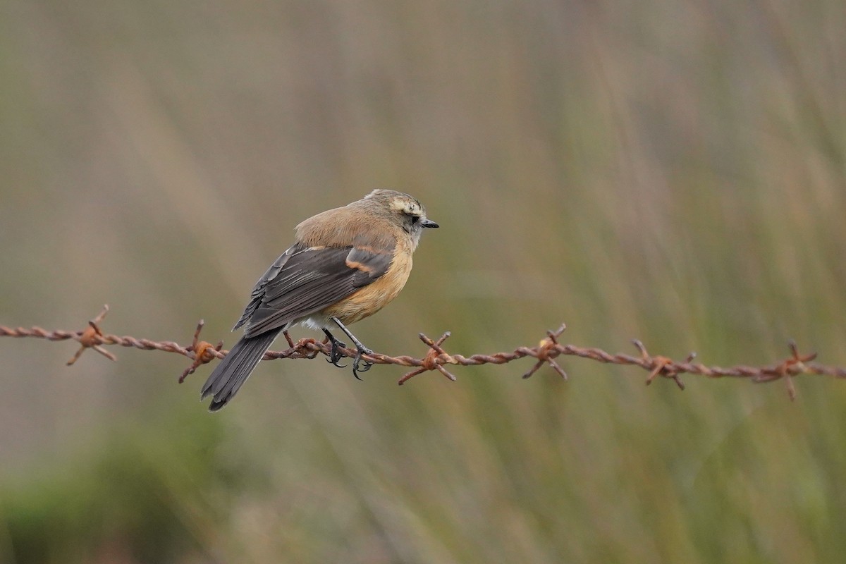 Brown-backed Chat-Tyrant - ML619794743