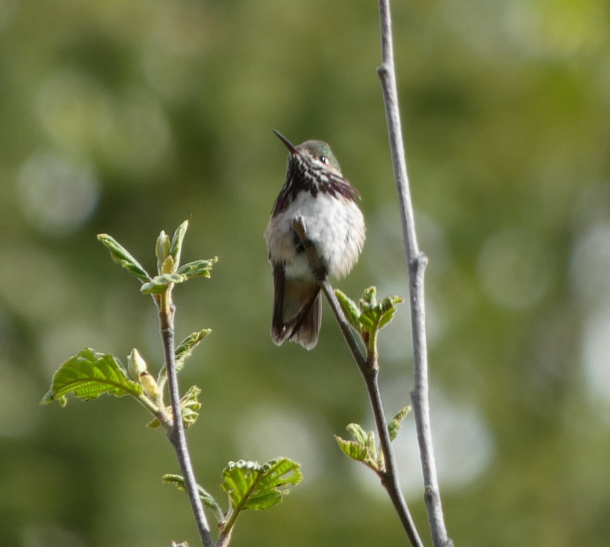 Calliope Hummingbird - ML619794746