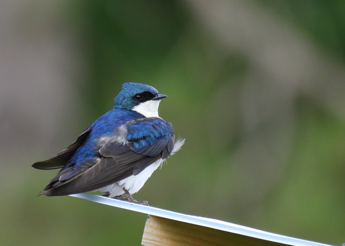 Tree Swallow - ML619794753