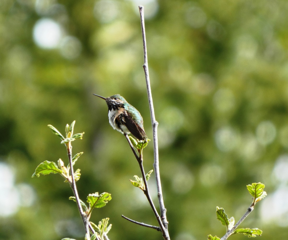 Calliope Hummingbird - ML619794781