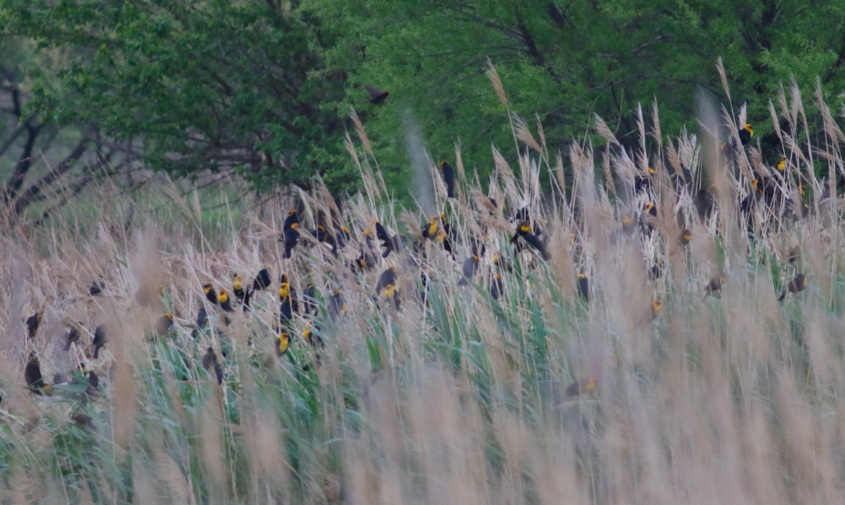 Yellow-headed Blackbird - ML619794792