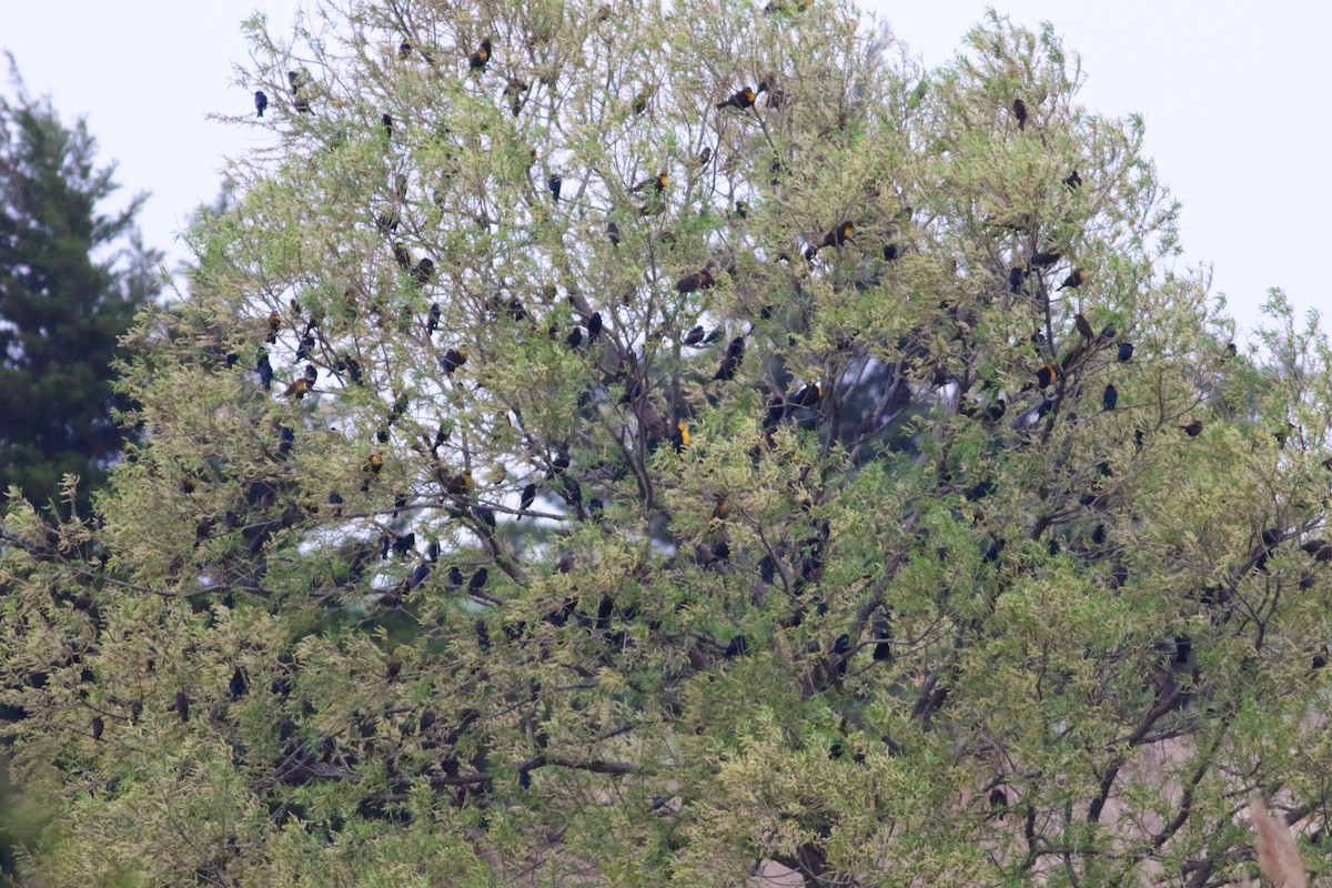 Yellow-headed Blackbird - ML619794805