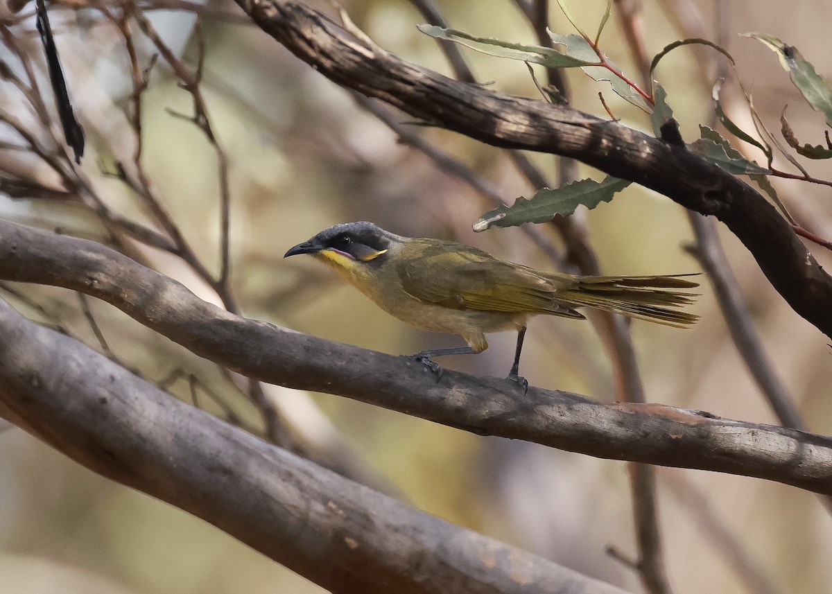 Purple-gaped Honeyeater - ML619794806