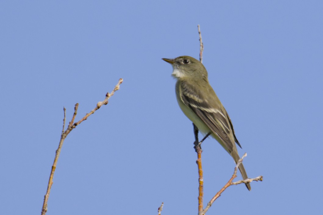 Alder Flycatcher - ML619794807