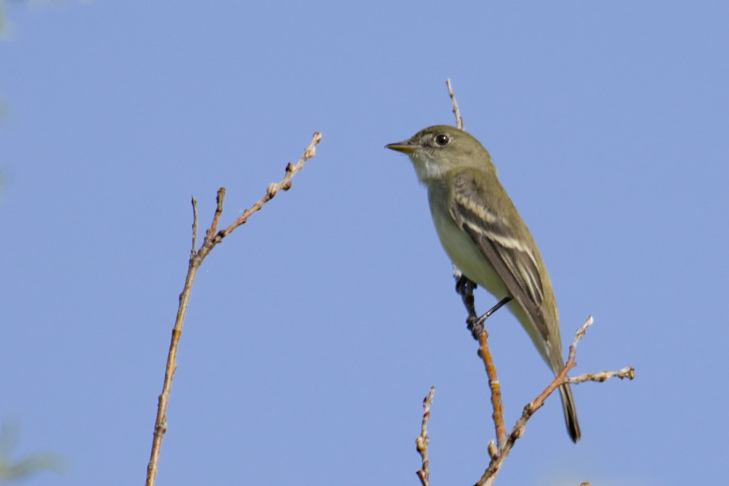 Alder Flycatcher - ML619794808