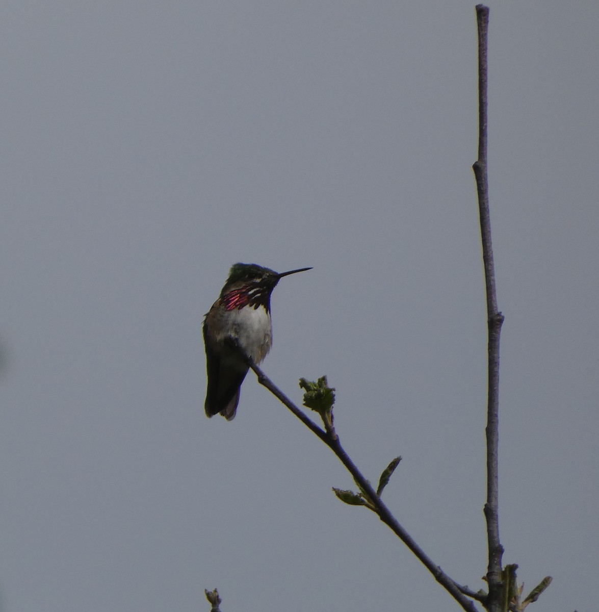 Calliope Hummingbird - ML619794811