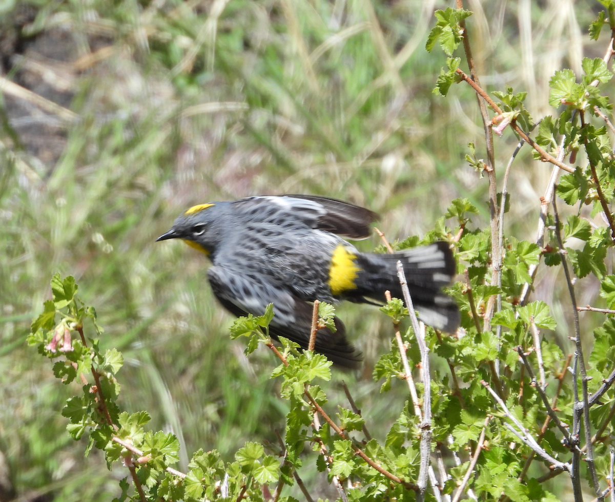 Yellow-rumped Warbler (Audubon's) - ML619794815