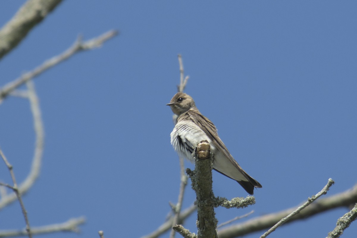 Northern Rough-winged Swallow - ML619794816